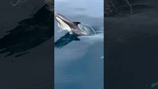 Water as clear as glass and sweet baby Dolphins Video by oceanluvr4ever [upl. by Entwistle884]