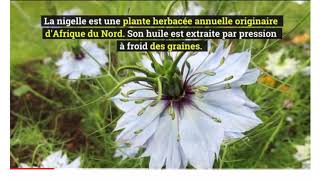 A quoi sert l’huile de Nigelle [upl. by Nyvets]