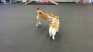 Corgi playing with Shiba Inu [upl. by Shanley]