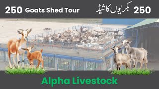 Goat Shed Tour  Alpha Livestock [upl. by Nytnerb]