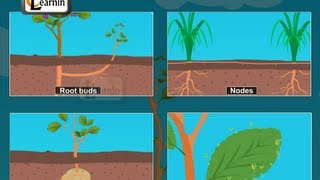 Buds formed in plants  Vegetative propagation  Biology [upl. by Ibbed]