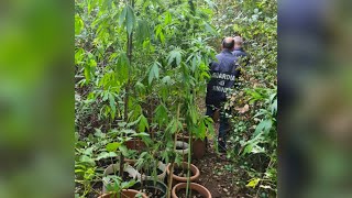 Bilancio operazioni antidroga a Caserta sequestrate 37 piante di canapa indica [upl. by Maurine]