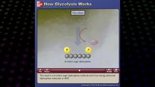 How Glycolysis works McGrawHill [upl. by Nicola]