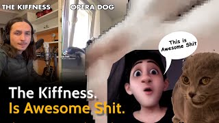 The Kiffness is awesome The Cat amp Dog music whisperer [upl. by Eenattirb]