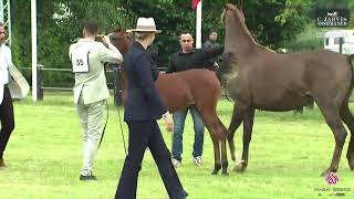 N 35 FORELOCKS YBO Strohen 2024 European Show Filly Foals Class 1 [upl. by Alekram741]