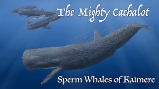 The Mighty Cachalot Sperm Whales of Kaimere [upl. by Miof Mela898]