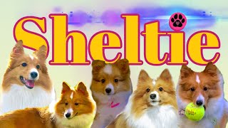 Is a Sheltie Shetland Sheep Dog the dog for you [upl. by Cazzie]