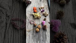 DIY Natürlicher Christbaumschmuck Naturmaterialien JETZT sammeln 🍂🎄 [upl. by Ydniw286]