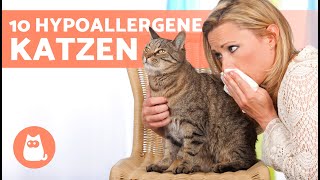 10 KATZENRASSEN für ALLERGIKER 🐱✅ Hypoallergene Katzen [upl. by Smitt559]