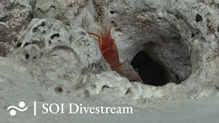 Unnamed Guyot  T11  SOI Divestream 701 [upl. by Isbella]