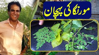 Discovering the Miracle Tree Identifying Moringa for Beginners  Dr Shahzad Basra [upl. by Elletnuahc285]