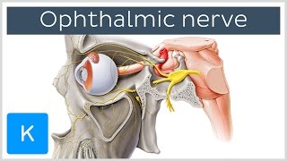 All About the Ophthalmic Nerve preview  Human Anatomy  Kenhub [upl. by Wehtta]