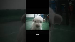 Shimmy shimmy ya shimmiya puppy cuteanimal memes [upl. by Dirraj631]