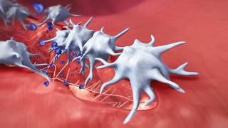 Coagulation Cascade Animation Physiology of Hemostasis [upl. by Nerfe724]