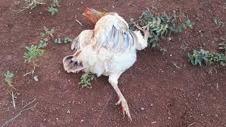 Trampa para gallinas gallos y mas sin necesidad de un perro [upl. by Yrac360]