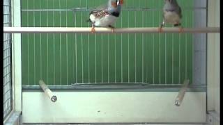 Zebra Finch Pair Courtship  Mounting [upl. by Angelia101]