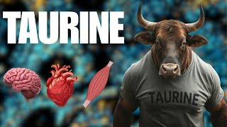 Everything About TAURINE — Mitochondrial Health The Heart amp Exercise [upl. by Zorina11]