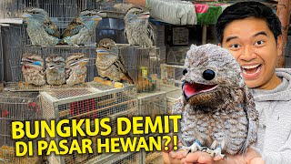 BUNGKUS HEWAN DEDEMIT DARI PASAR HEWAN TERBESAR BANDUNG ANEH BANGET ADA HEWAN KAYA BEGINI [upl. by Raul]