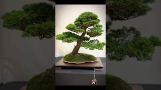 Hinoki Cypress bonsai bonsai bonsaitree bonsaishow bonsaitrees bonsais bonsaiart bonsailife [upl. by Eyeleen]