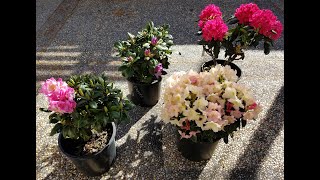 Flowering Evergreen Rhododendrons Nova Zembla Percy Wiseman Janet Blair Minnetonka [upl. by Centonze637]