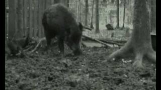 Jagdterrier vs wild boar [upl. by Belmonte]