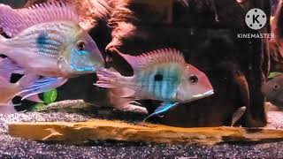 Geophagus Cichlids [upl. by Greeson940]