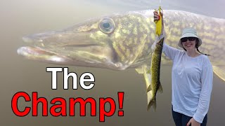 Chain Pickerel Fishing With Katie Magagaudavic Lake NB fishing fishingvideo fish chainpickerel [upl. by Ralip387]