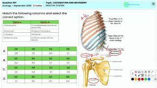 NEET Zoology Skeletal System and Bone Movement  Question 107 Locomotion Concepts [upl. by Neelyar]