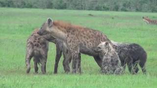 Social hour at a hyena den [upl. by Naesal643]