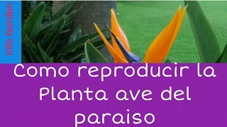 Como reproducir la planta ave del paraíso Strelitzia reginae [upl. by Eidroj395]