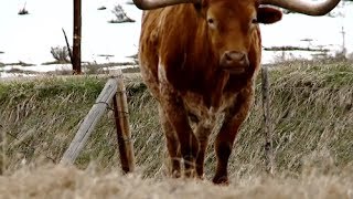 Colorado Rancher Documentary FULL [upl. by Lemart]