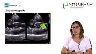 Estenosis aórtica  Demo curso cardiología veterinaria [upl. by Steck]