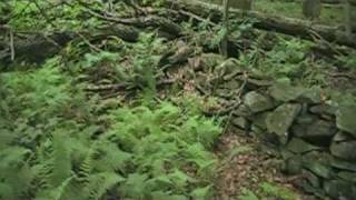 Finger Lakes Trail  Waterfalls Of Pharsalia [upl. by Haziza88]