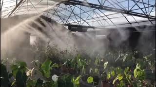 Mastering climate control in your greenhouse  Nebufly Fog Misting System [upl. by Eilasor781]