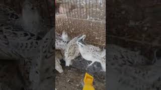 Snowflake bobwhite quail [upl. by Burkhardt]