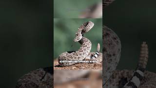 Bird Vs Snake Who Wins in This Spider Surprise shorts spidertailedviper [upl. by Gene]