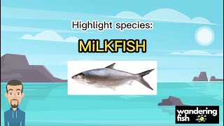 Feature fish Milkfish [upl. by Mendel852]