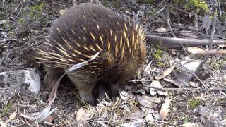 Echidna Tachyglossus aculeatus 針鼴 [upl. by Biondo378]