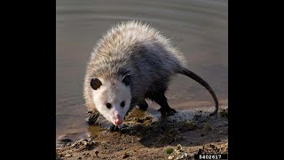 The Opossum Mini Documentary [upl. by Meeka]