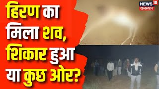 Rajasthan News  हिरण का मिला शव शिकार की आशंका  Deer Hunt  Shri Ganganagar News  Latest News [upl. by Sul]