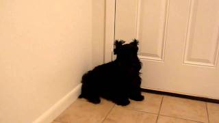 scottish terrier has the blues [upl. by Jemmy]