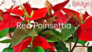 POINSETTIA PLANT FOR CHRISTMASPOINSETTIA RED POINSETTIA PINKRePOT [upl. by Terrell348]