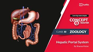 Turito  Concept Master  Grade 11  Zoology  Hepatic Portal System  Bhavya Maam [upl. by Moorefield]