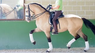 Lusitano Horse GRAN PRIX LEVEL for sale [upl. by Cadman]