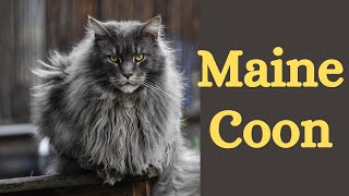 What You Need to Know About Maine Coon cats These Majestic Giants [upl. by Issim551]