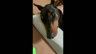 Doberman Head Bobbing Syndrome Idiopathic head tremor ドーベルマンの特発性頭部振戦 [upl. by Barra855]