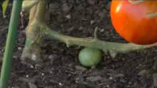 How To Grow the Perfect Tomatoes with the Ultomato  AvantGardenDecorcom [upl. by Gothar539]