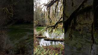 The HoH Rainforest is Spooky🤯 [upl. by Waltner]