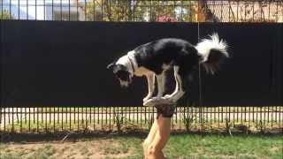 Mara Border Collie  Amazing Dog Tricks  Part 1 [upl. by Akerahs209]