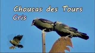 CHOUCAS des TOURS cris [upl. by Norma]